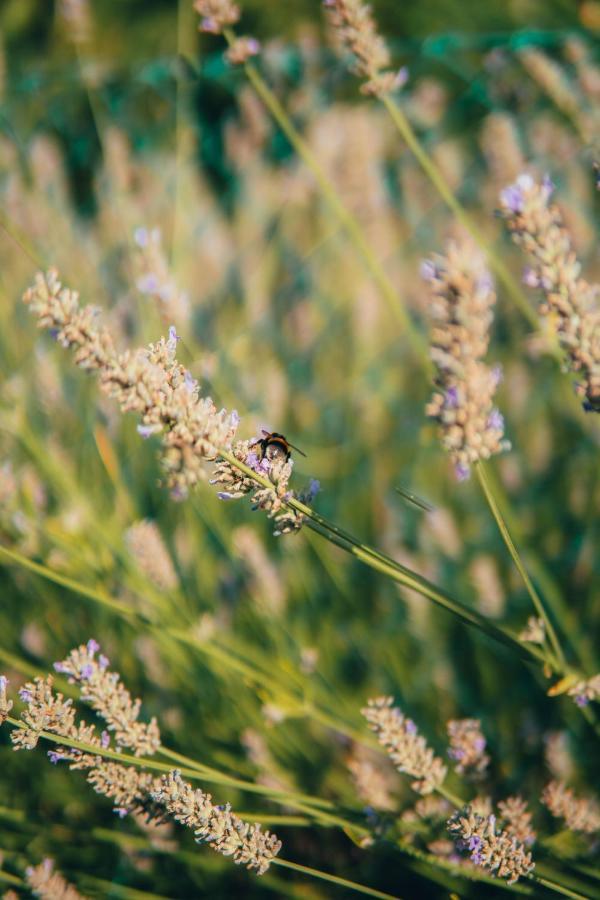 B&B Al Giardino Dei Laghi Revine Lago Exteriör bild
